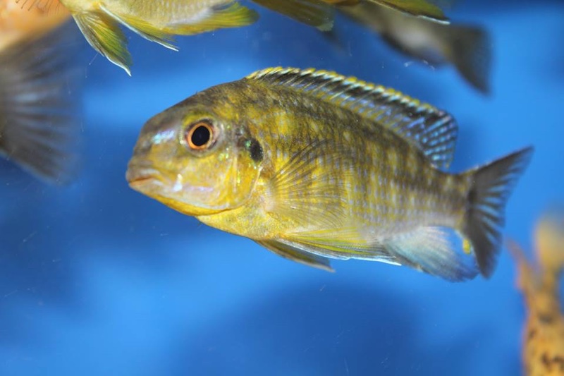 Tropheops sp. 'mbenji yellow' Mbenji Island